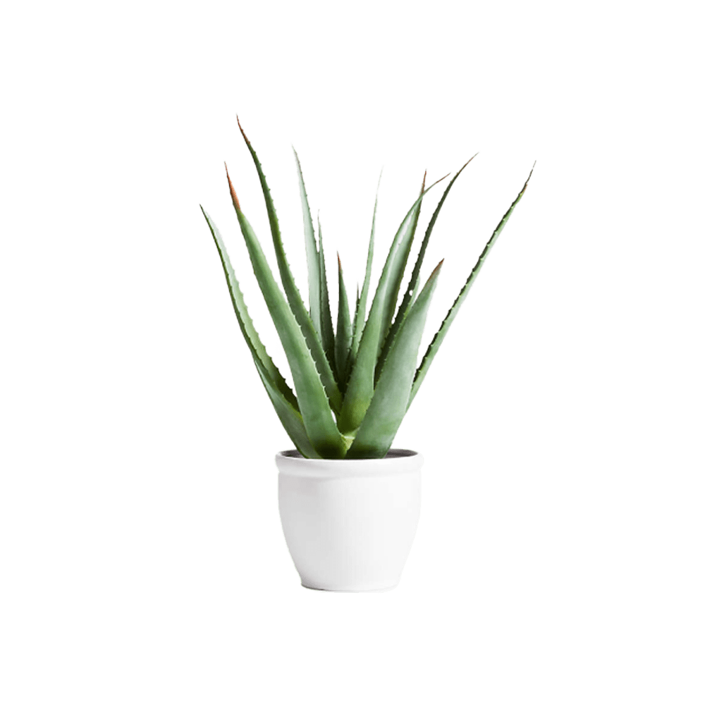 Potted Faux Agave Sisal Plant